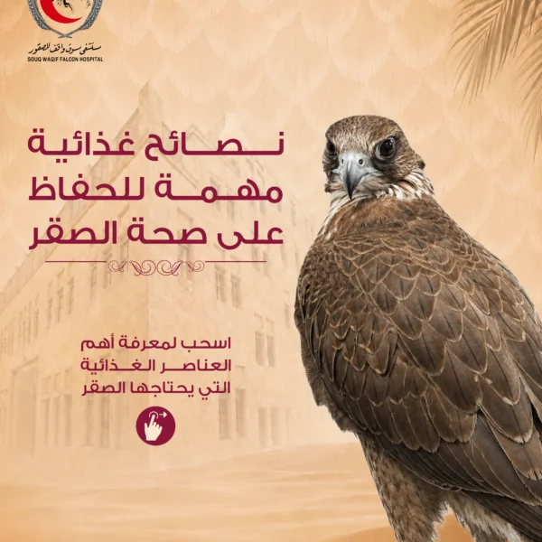تصاميم سوشيال ميديا في قطر