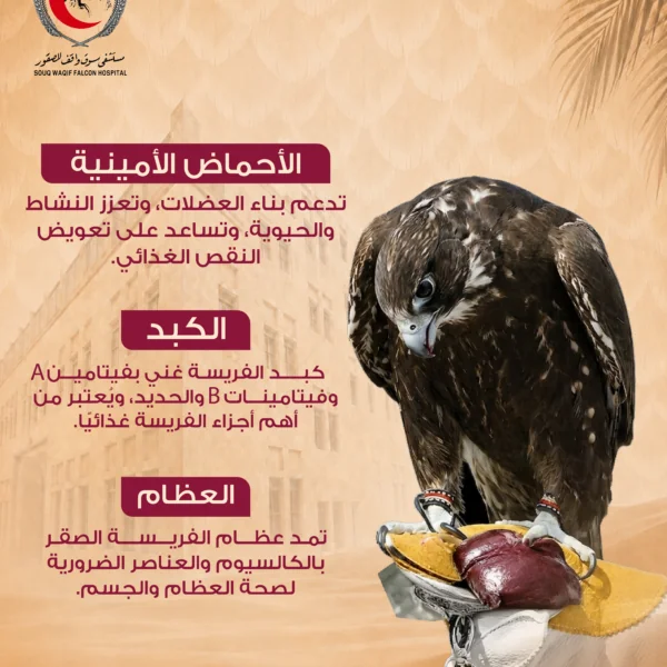 تصاميم سوشيال ميديا في قطر