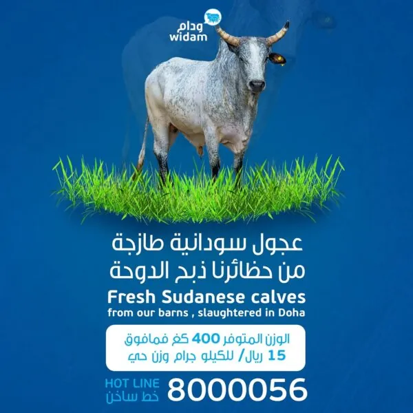 تصاميم سوشيال ميديا في قطر